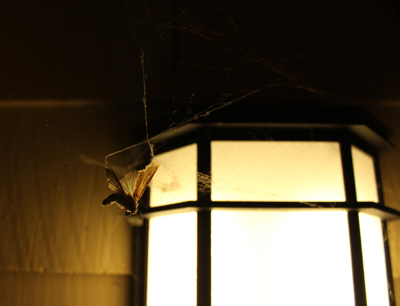 Suspension of Disbelief; photography