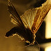 link to suspension of disbelief; photograph, winner in photography category of next talent award, 2012